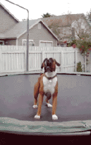 trampoline_dog[1]